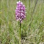 Orchis simiaÕis