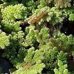 Azolla caroliniana 葉