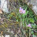 Crocus corsicus Flower