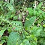 Scutellaria columnae Blad