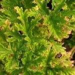 Pelargonium graveolens Feuille