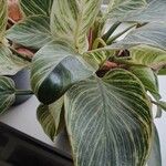 Calathea sanderiana Blad