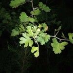 Crataegus marshallii Leaf