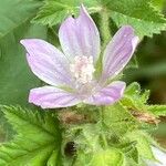 Malva multiflora Fleur