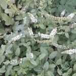 Mentha × piperita Blomma