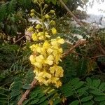 Biancaea decapetala Flower