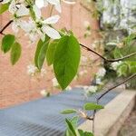 Amelanchier canadensis Leaf