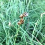 Carex subbracteata 果