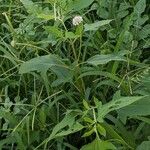 Melanthera nivea Ravina