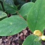 Hypericum × inodorum List