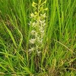 Habenaria helicoplectrum Habitus