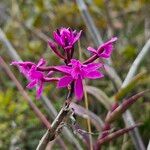 Epidendrum jamiesonis Kvet