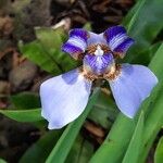 Trimezia northiana Flower