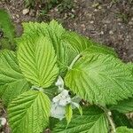 Rubus idaeus Leaf