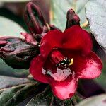 Rhododendron haematodes Kvet