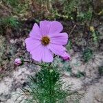 Cosmos bipinnatusКвітка