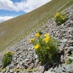 Adonis pyrenaica Habitus