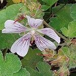 Geranium renardii Flower