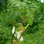 Ipomoea obscura Φύλλο