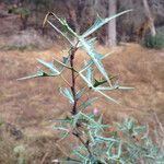 Berberis trifoliolata Hábito