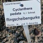 Cyclanthera pedata Pokrój