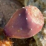 Opuntia aciculata Fruit