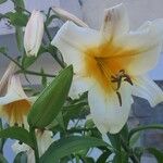 Lilium regale Çiçek