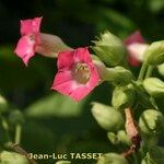 Nicotiana tabacum Blomma