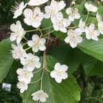 Sorbus alnifolia ফুল