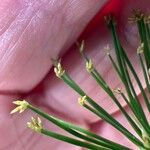 Cyperus haspan Цветок