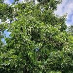 Alnus japonica অভ্যাস