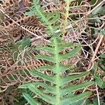 Blechnum spicant Hostoa