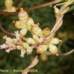 Cuscuta monogyna Hedelmä