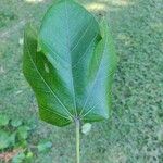 Sterculia apetala Leaf