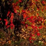 Cotoneaster acutifolius Blad