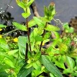 Hypericum punctatum List