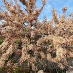 Prunus × subhirtellaBlüte