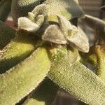 Crassula mesembryanthoides Yaprak