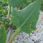 Atriplex laciniata Leaf