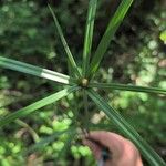 Cyperus aromaticus Flower