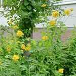 Rudbeckia laciniata Květ