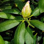 Rhododendron macrophyllum Leaf