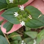 Richardia brasiliensis Flower