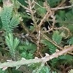 Selaginella concinna Ŝelo