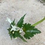 Lamium bifidum Frunză