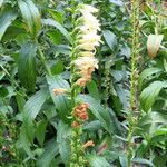 Digitalis lutea Virág