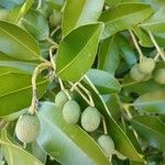 Calophyllum inophyllumFrucht