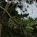 Pinus banksiana Hoja