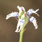 Nigella nigellastrum Flower