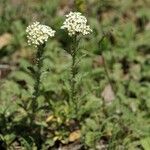 Achillea odorata Habitatea